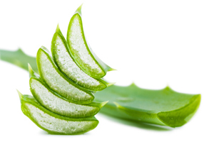 Aloe Vera gegen Magenprobleme